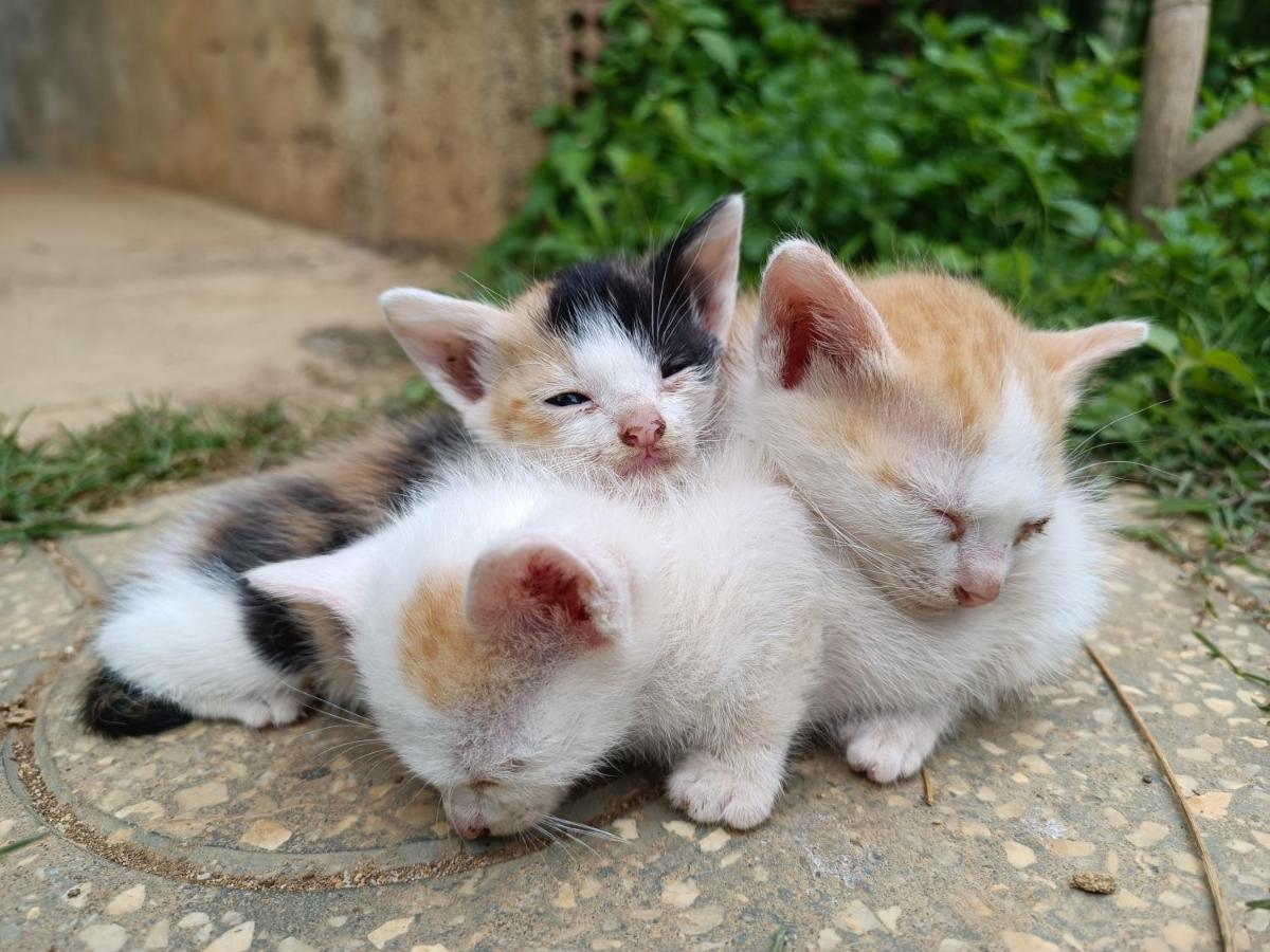 Appartamento The Burrow Dalat Esterno foto