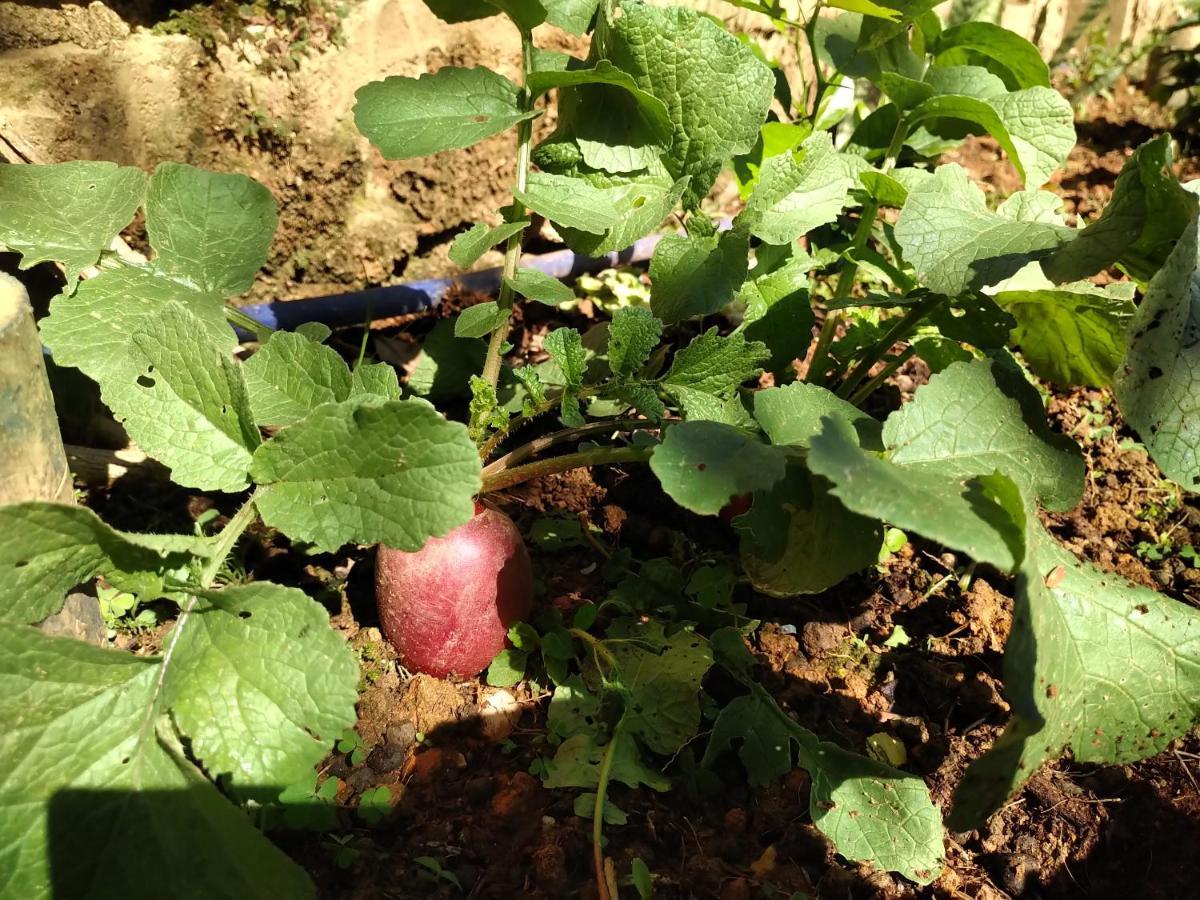 Appartamento The Burrow Dalat Esterno foto