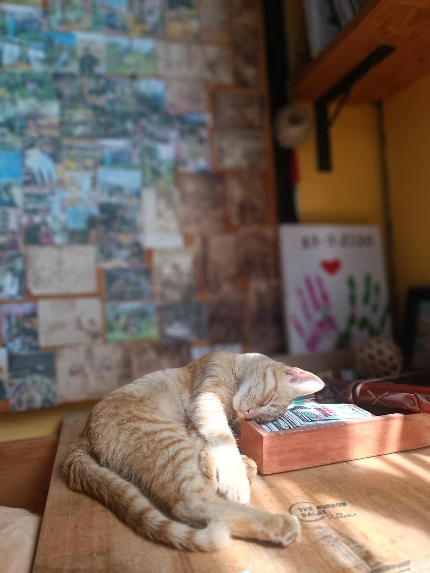 Appartamento The Burrow Dalat Esterno foto